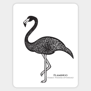 Flamingo with Common and Latin Names - detailed ink art bird design Sticker